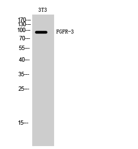 FGFR-3 Polyclonal Antibody