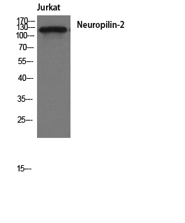 Neuropilin-2 Polyclonal Antibody