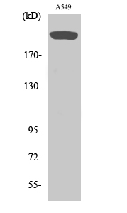 mTOR Polyclonal Antibody