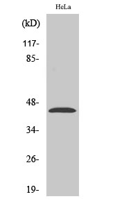 LPAAT-δ Polyclonal Antibody