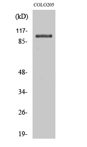 OCRL Polyclonal Antibody