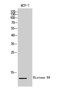 Histone H4 Polyclonal Antibody