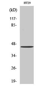 GPR34 Polyclonal Antibody