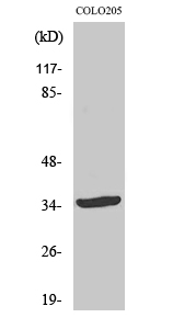 OTUD2 Polyclonal Antibody