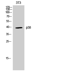 p38 Polyclonal Antibody