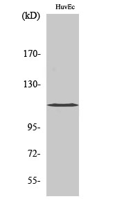 KCNH1 Polyclonal Antibody