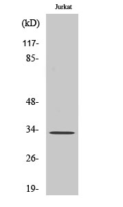 MBD3 Polyclonal Antibody