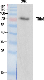 Midline-1 Polyclonal Antibody