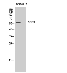 NCKX4 Polyclonal Antibody