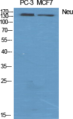 Neu Polyclonal Antibody