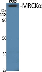 MRCKα Polyclonal Antibody