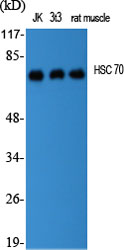 HSC 70 Polyclonal Antibody