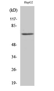 Ku-70 Polyclonal Antibody