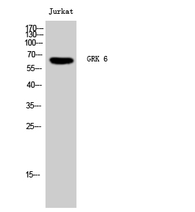 GRK 6 Polyclonal Antibody