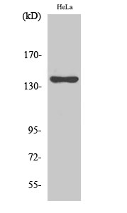 KIF4A Polyclonal Antibody