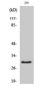 MRP-L10 Polyclonal Antibody