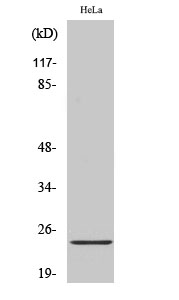 Ephrin-A2 Polyclonal Antibody