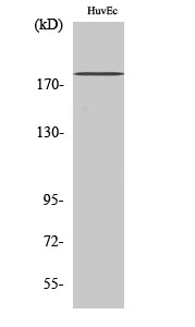 ErbB-3 Polyclonal Antibody