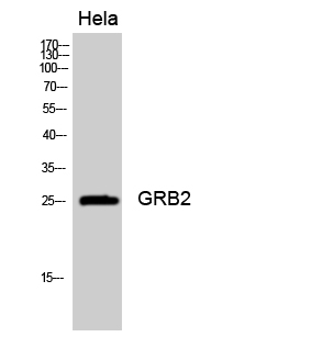 GRB2 Polyclonal Antibody