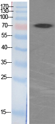 p70 S6 kinase α Polyclonal Antibody