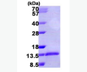 Recombinant Mouse Interleukin-33/PRSS8