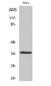 Olfactory receptor 8J3 Polyclonal Antibody