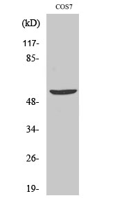 HBP1 Polyclonal Antibody