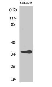 Olfactory receptor 10G6 Polyclonal Antibody