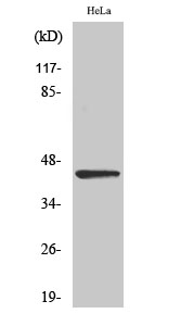 NEIL1 Polyclonal Antibody