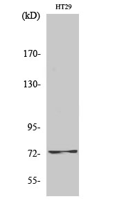 Raf-1 Polyclonal Antibody