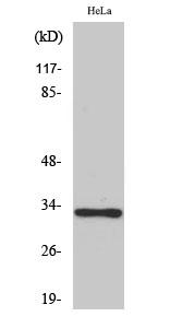 Olfactory receptor 10AD1 Polyclonal Antibody