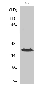 PP2Cκ Polyclonal Antibody