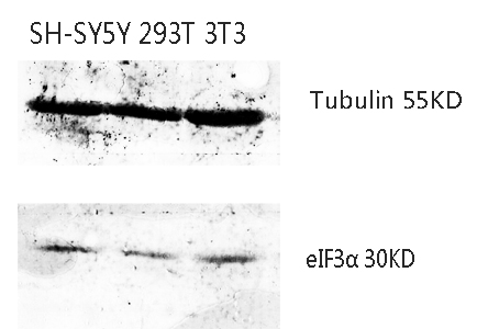 eIF3α Polyclonal Antibody