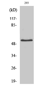 IRX2 Polyclonal Antibody