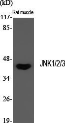 JNK1/2/3 Polyclonal Antibody