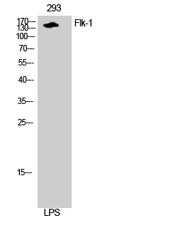 Flk-1 Polyclonal Antibody