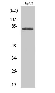 Nek5 Polyclonal Antibody