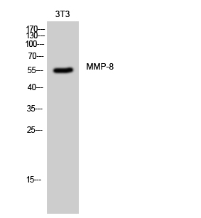 MMP-8 Polyclonal Antibody