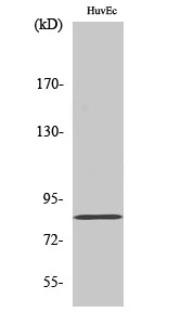 Photomedin-2 Polyclonal Antibody