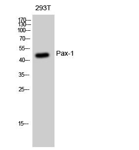 Pax-1 Polyclonal Antibody