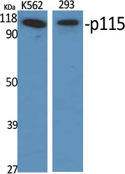 p115 Polyclonal Antibody