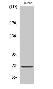 NF2 Polyclonal Antibody