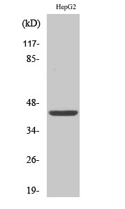 FOP Polyclonal Antibody