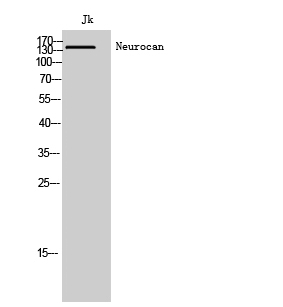 Neurocan Polyclonal Antibody