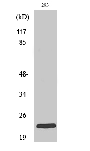 Rab 35 Polyclonal Antibody