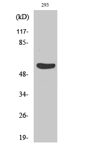 Gasdermin C Polyclonal Antibody