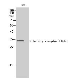 Olfactory receptor 2AG1/2 Polyclonal Antibody