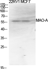 MAO-A Polyclonal Antibody