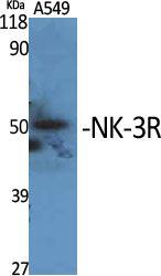 NK-3R Polyclonal Antibody