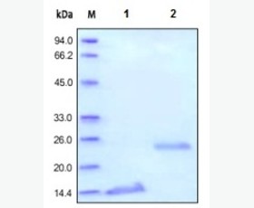 Recombinant Human C-C Motif Chemokine 27/CCL27